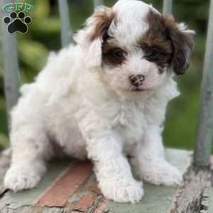 Popo, Shih-Poo Puppy